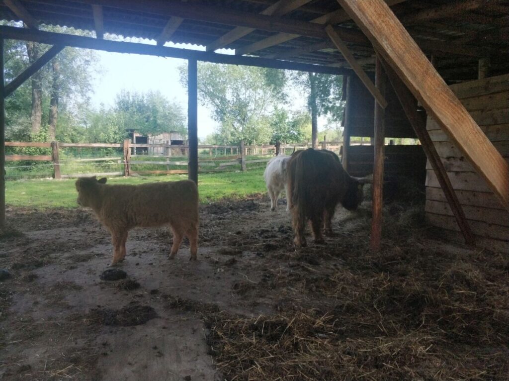 Img 20250610 091628